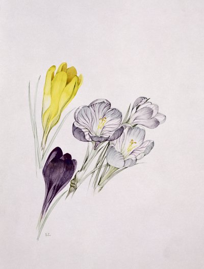 Crocus da Sarah Creswell